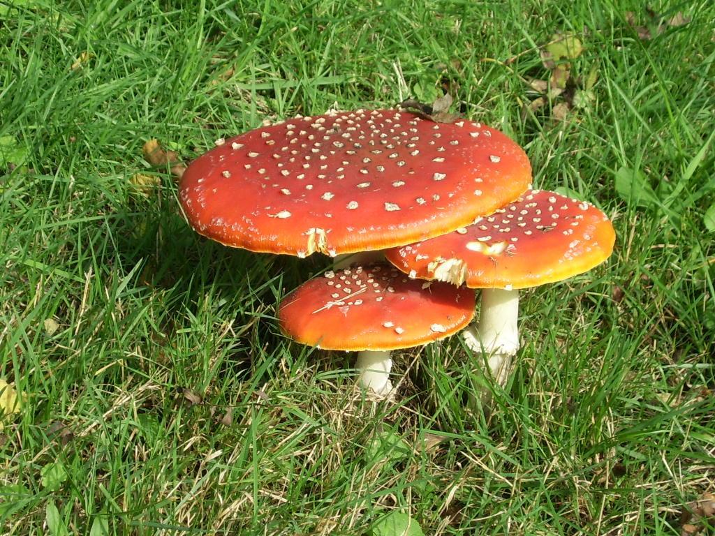 Bosbeekvallei Opoeteren Bagian luar foto
